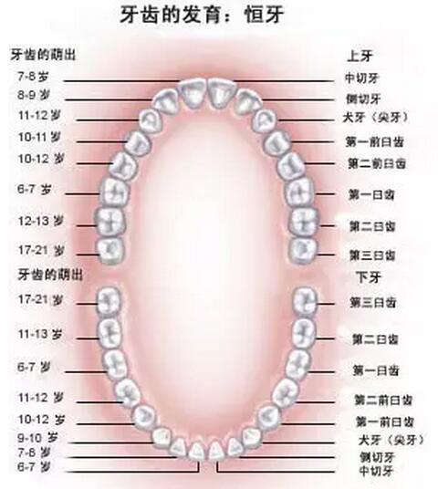 你的牙齿有28颗吗 先天性缺牙怎么办 知乎