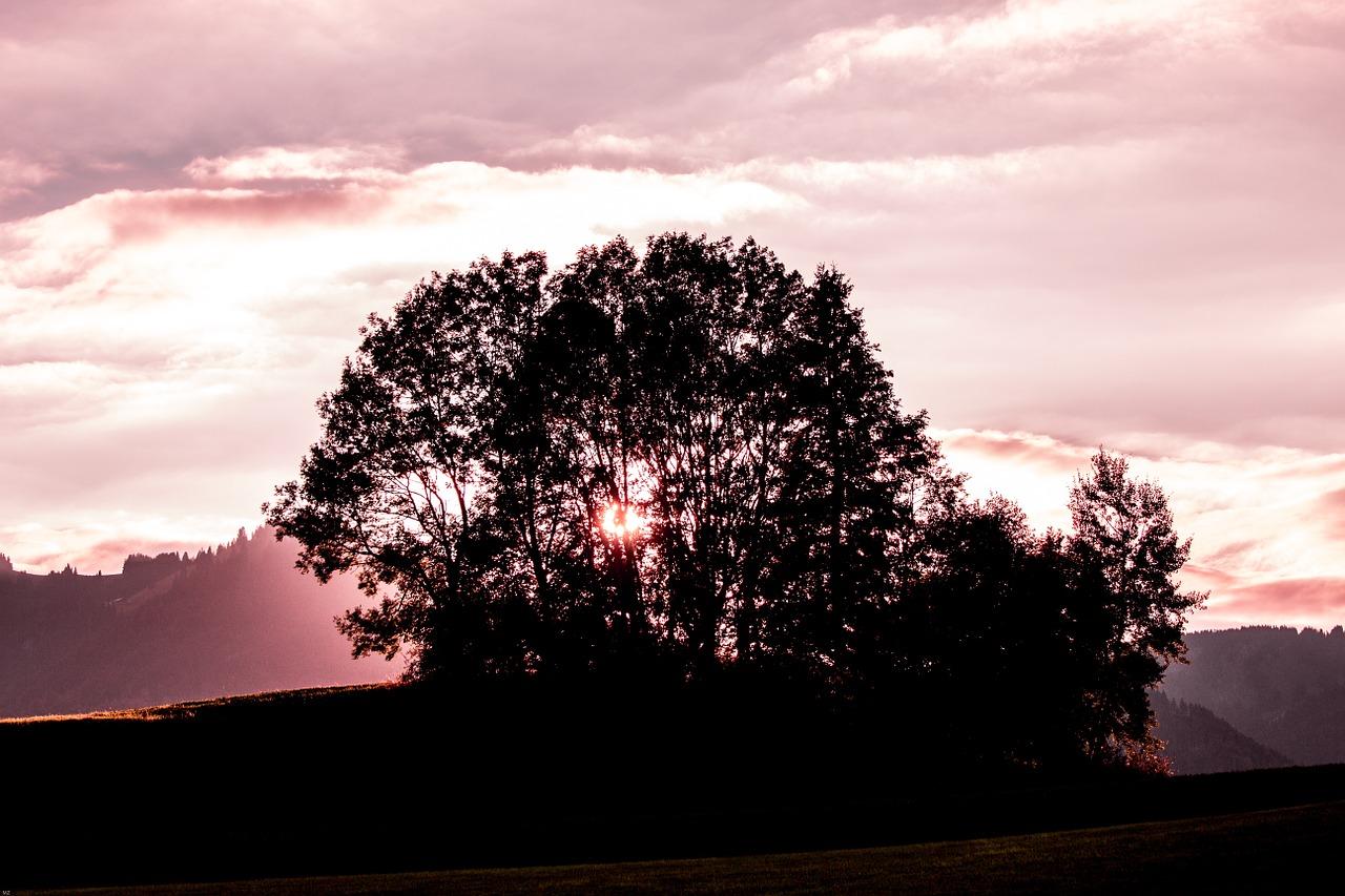 3. 树冠修剪调整