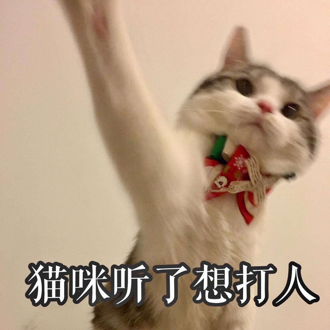 怂猫,秒怂猫,巨怂猫_大山谷图库