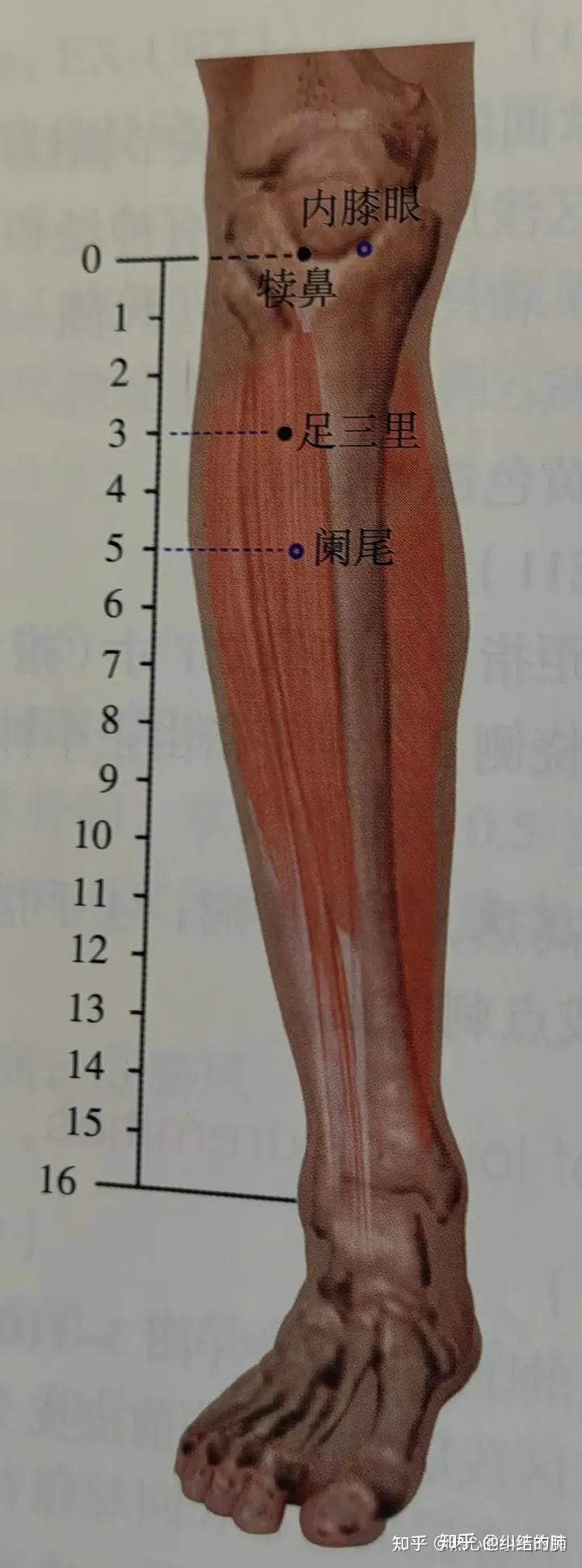 8 足阳明胃经 - 知乎