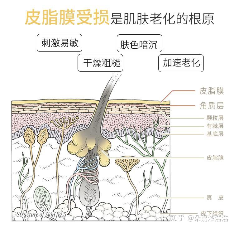 脸部皮肤屏障受损的原因有哪些？如何修复受损的皮肤。 - 知乎