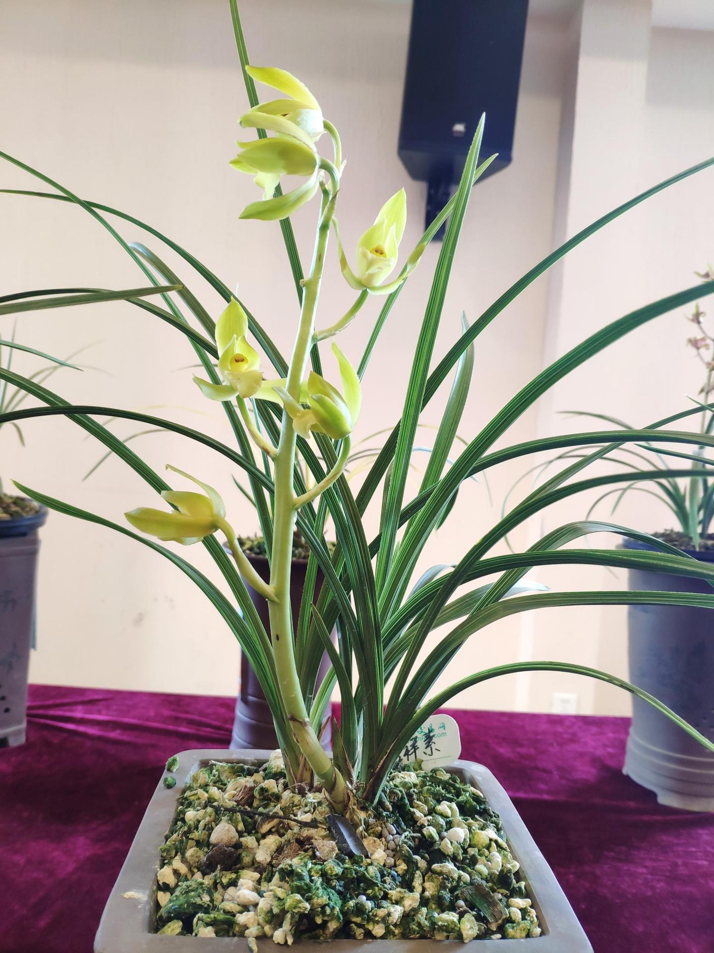 盆栽兰花如何选择容器?