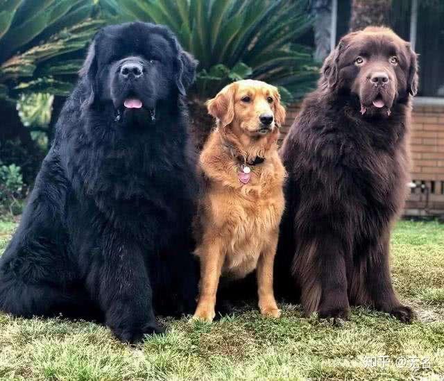 在哈利波特电影中小天狼星布莱克变成的狗是什么品种