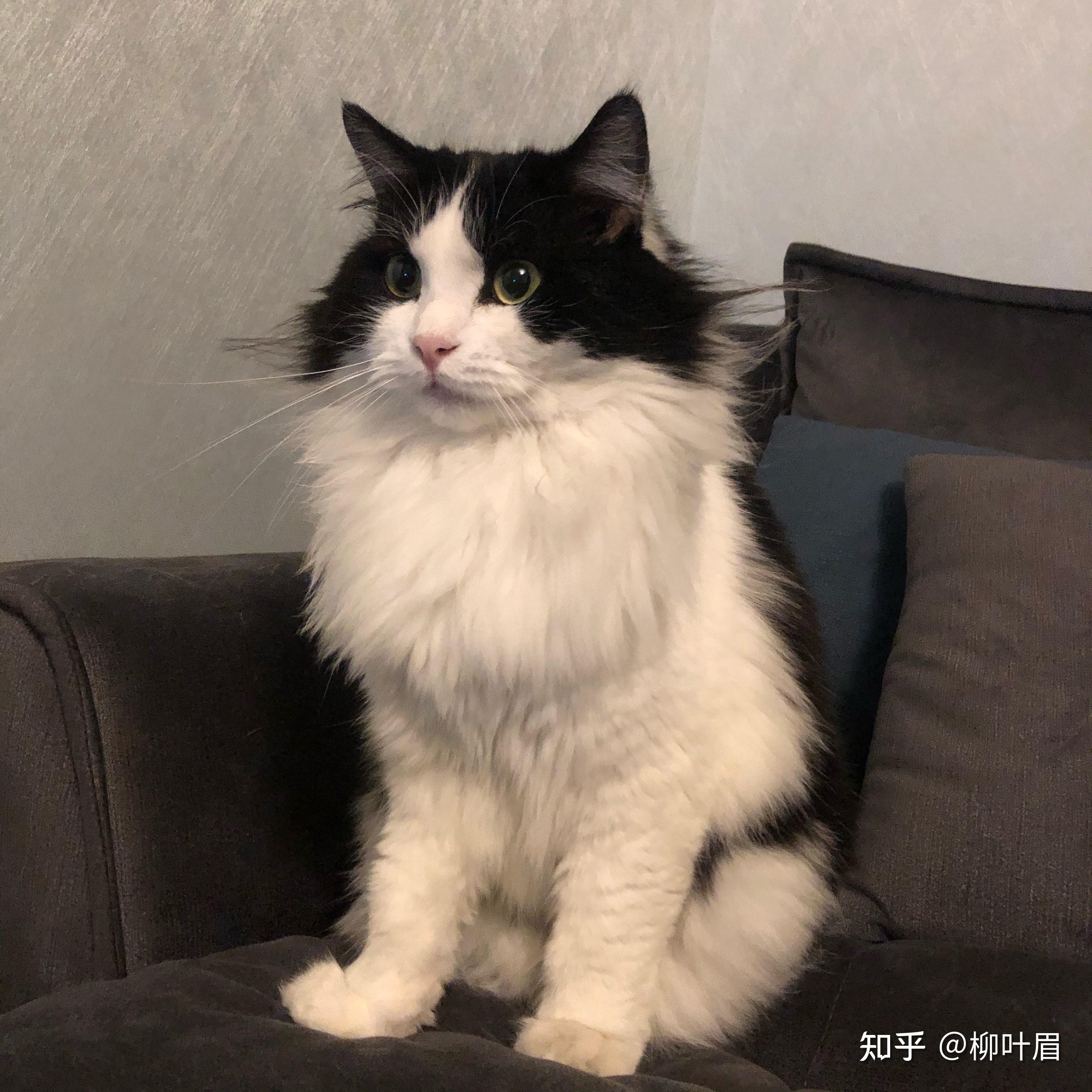 养奶牛猫是什么样的体验? - 知乎