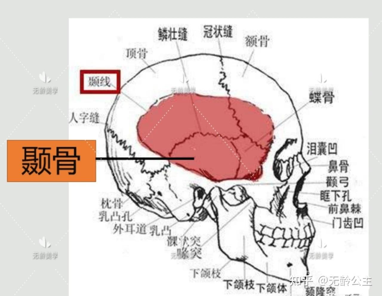 额骨的解剖-MedSci.cn
