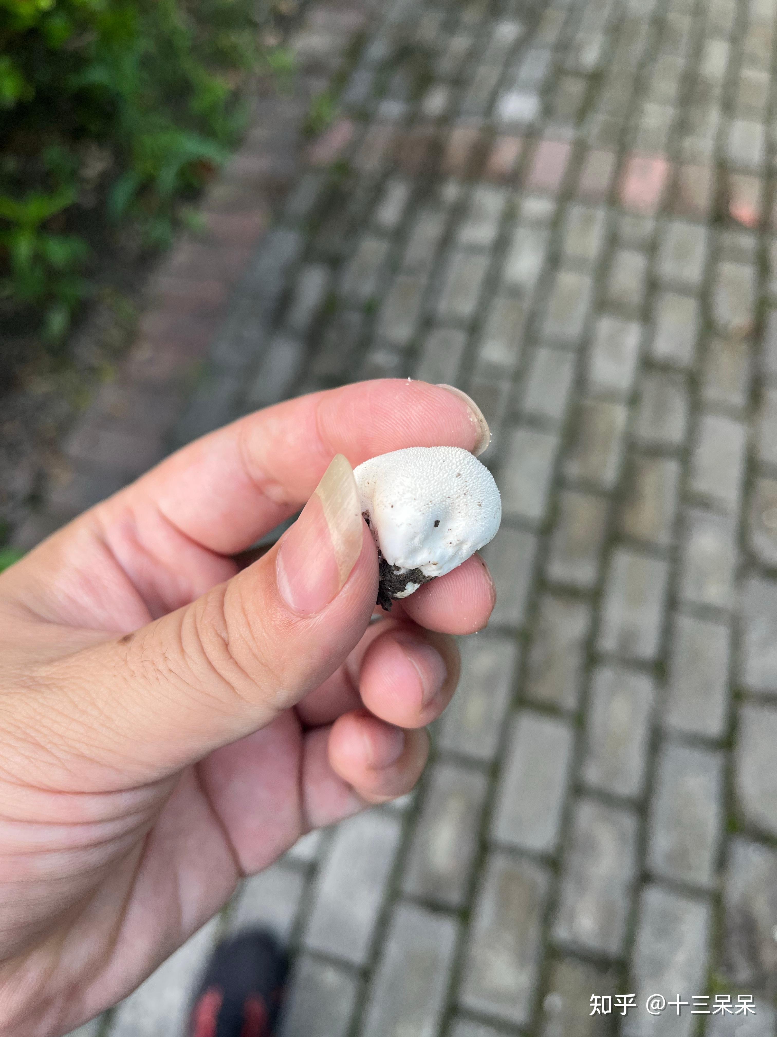 记录 上海发现了马勃