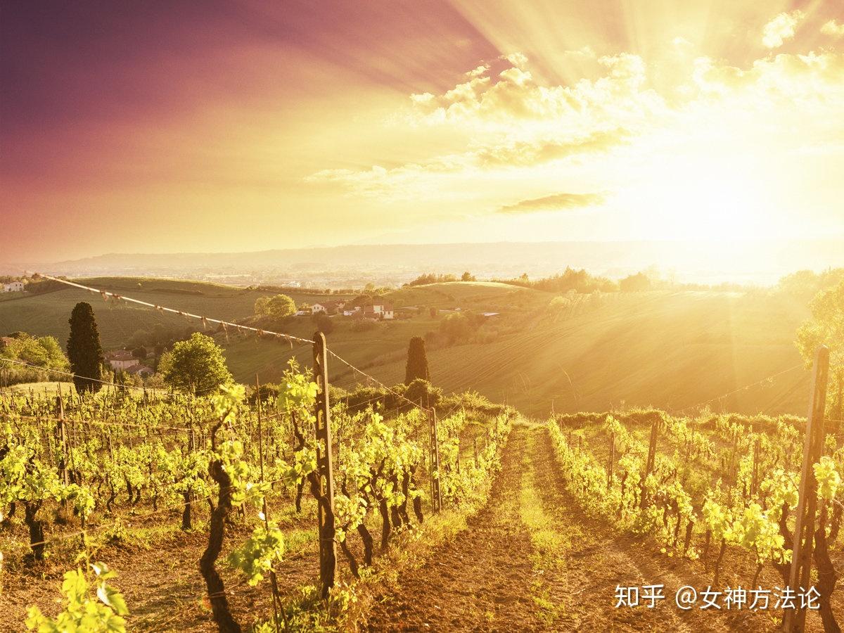 酒精度越高,葡萄酒的品质越好?