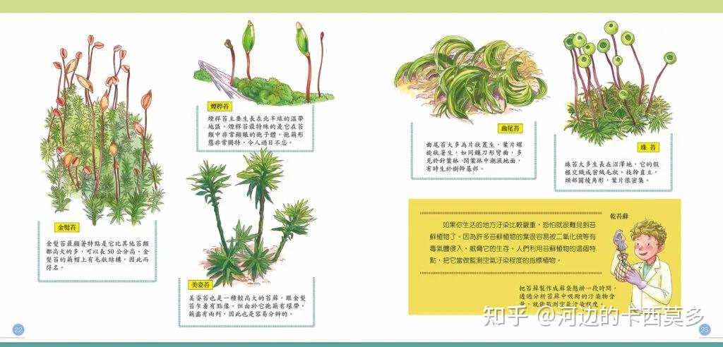 苔藓，植物演化史上的悬案 - 知乎