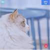 猫猫拾柴火焰高