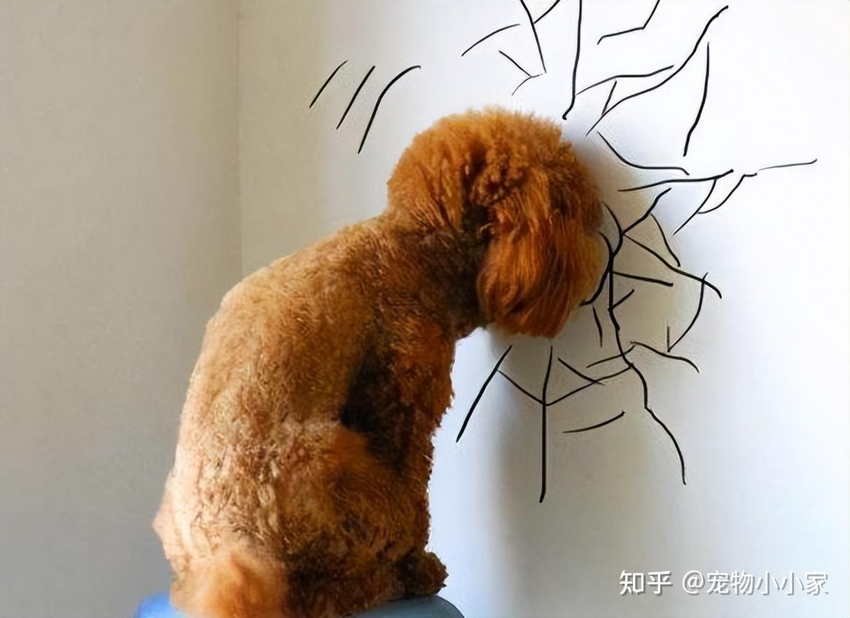 用脑袋撞击墙面,地面