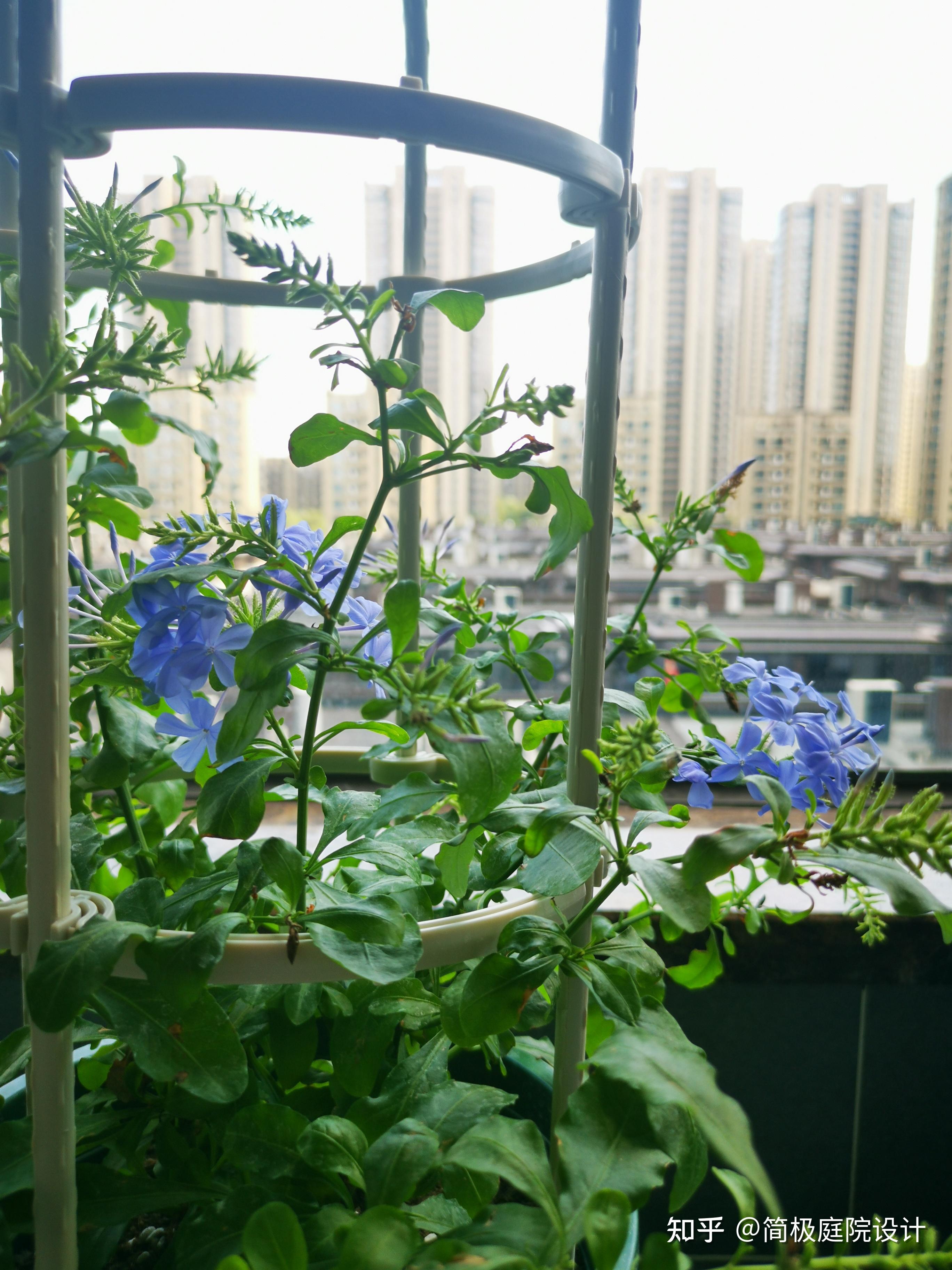 阳台植物推荐蓝雪花