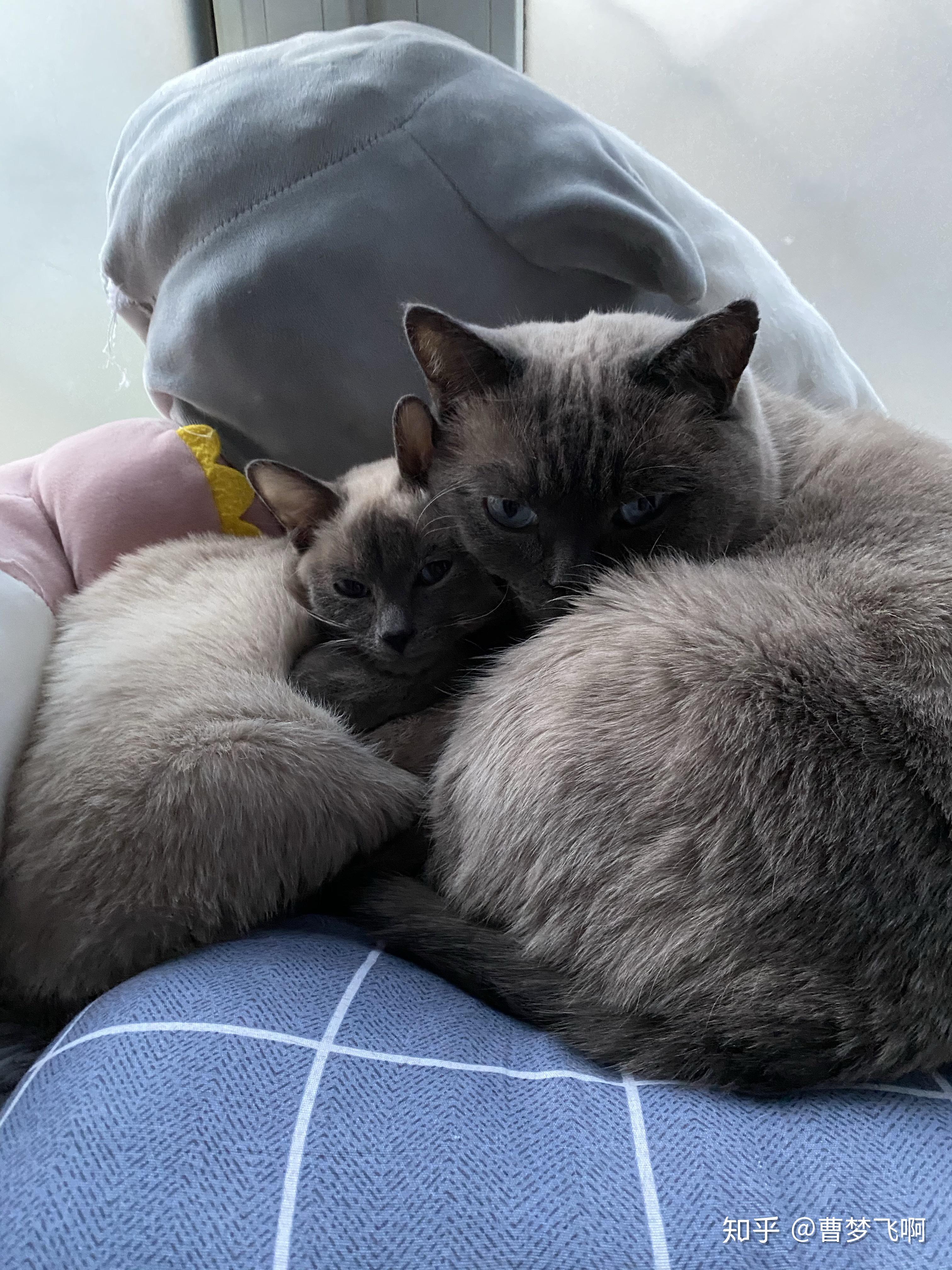 暹罗配蓝猫生的黑猫值得养吗