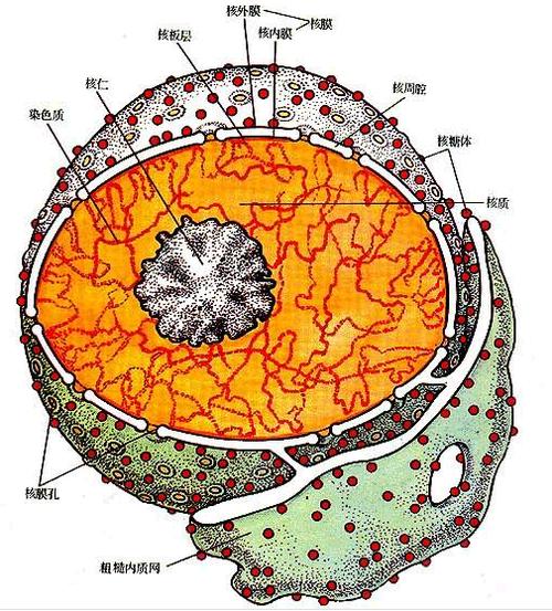 第19题不是很理解,尤其是4为啥不能是内质网膜,核糖体不是附着在粗面