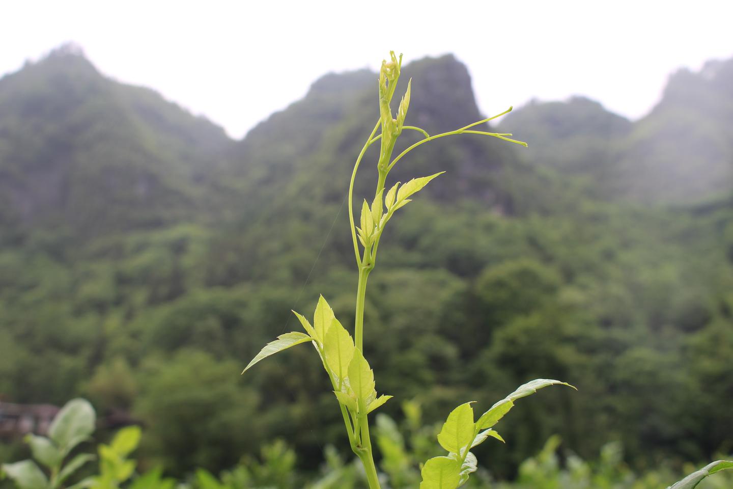 藤茶的三大核心功效到底是什么