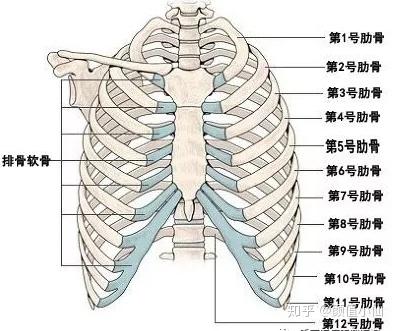 肋软骨钙化一般年龄 软骨钙化有什么危害 多少岁肋骨钙化是正常