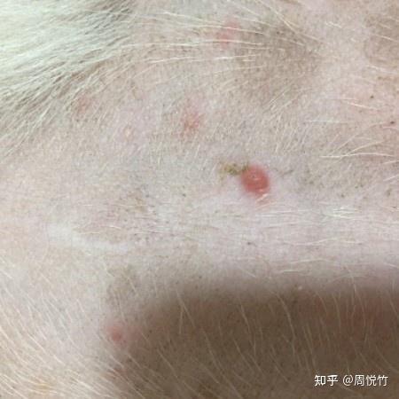 狗狗尿道有红疹子什么情况