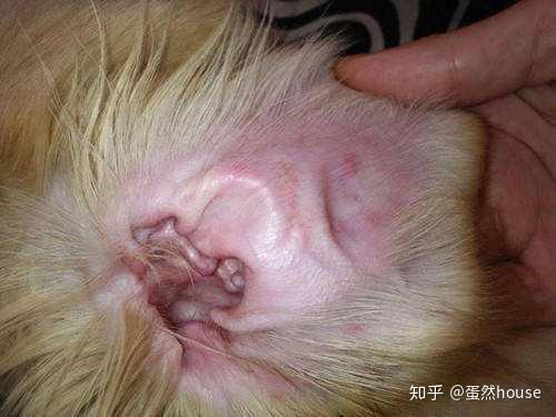 狗狗生病长了耳螨 别担心 自己动手就能解决 知乎