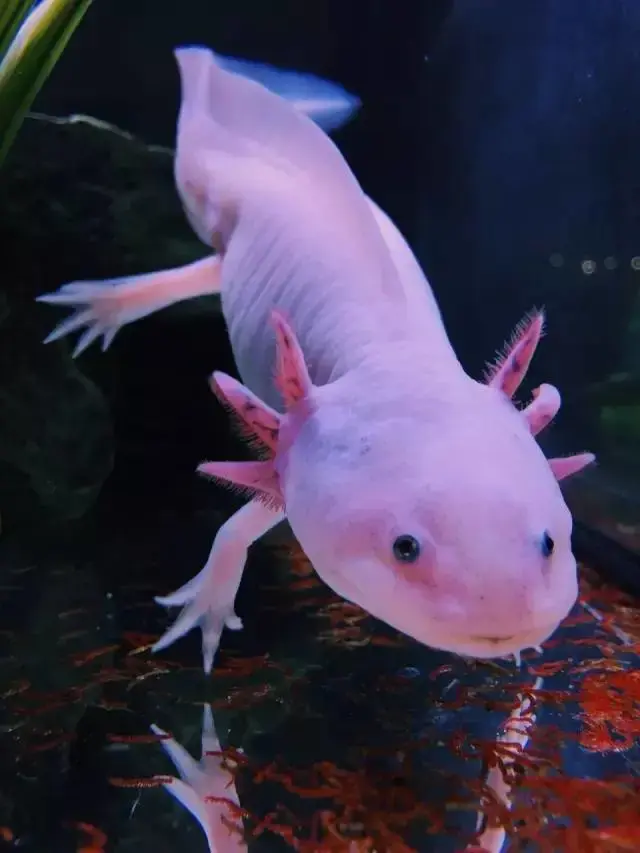 Axolotl