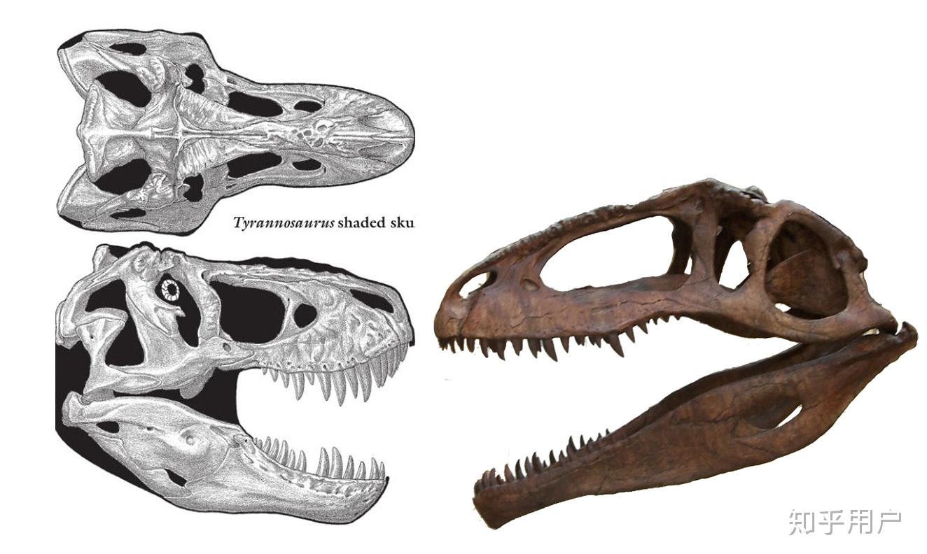 南方巨兽龙和霸王龙如果打一架谁会赢