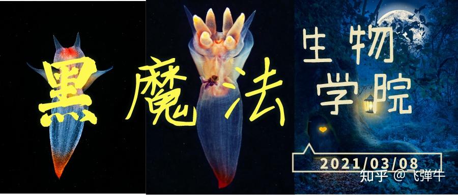 被称为“海天使”的裸海蝶其实是个残酷的天使 - 知乎