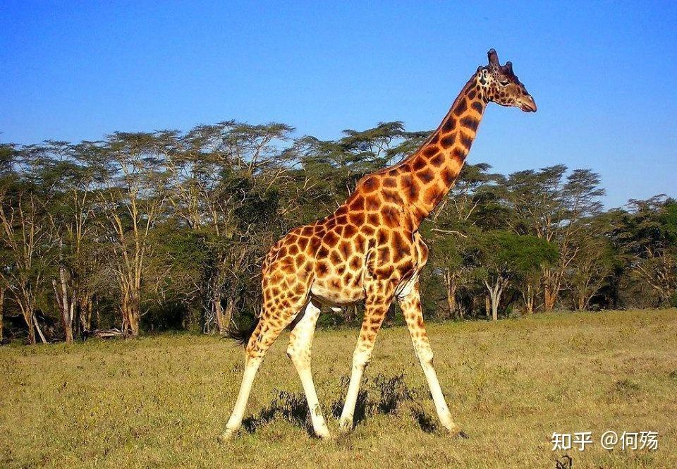 为什么古生物从出现到演化至今一直都是四肢动物