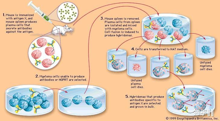 制备单克隆抗体杂交瘤细胞选的是小鼠的浆细胞还是记忆b细胞还是什么b
