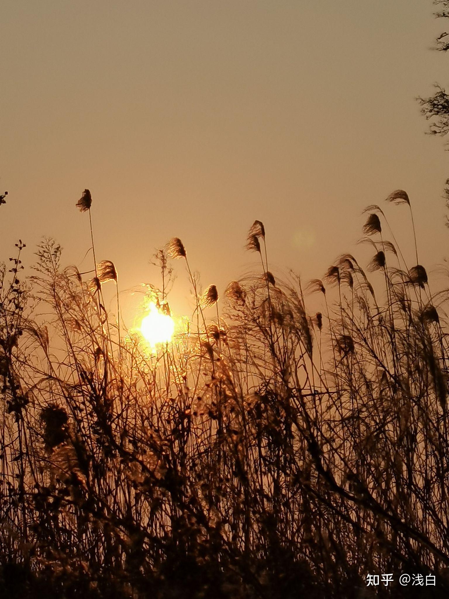 13.墙上芦苇,头重脚轻根底浅山中竹笋,嘴尖皮厚腹中空