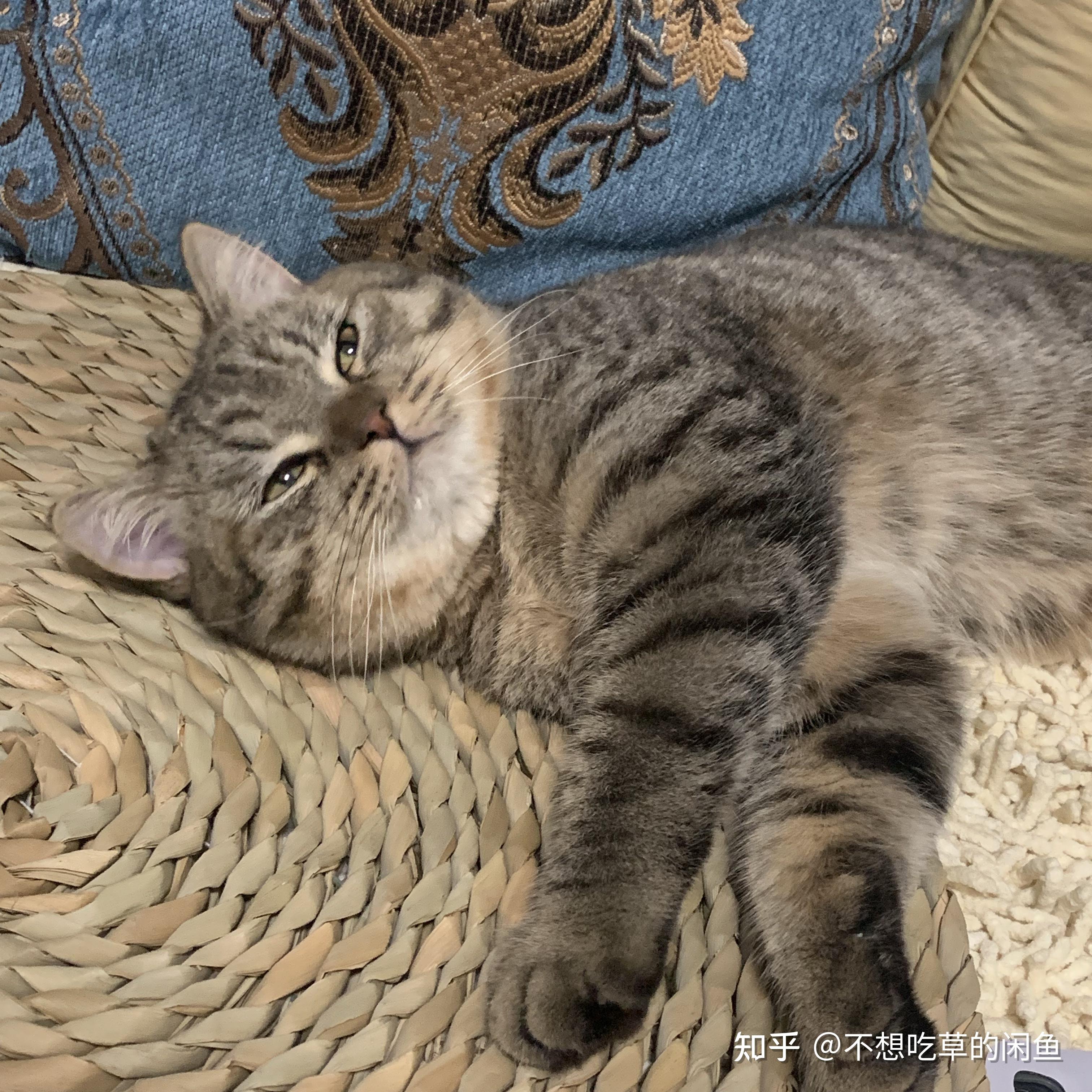 狸花和英短的串串是啥样的? - 知乎