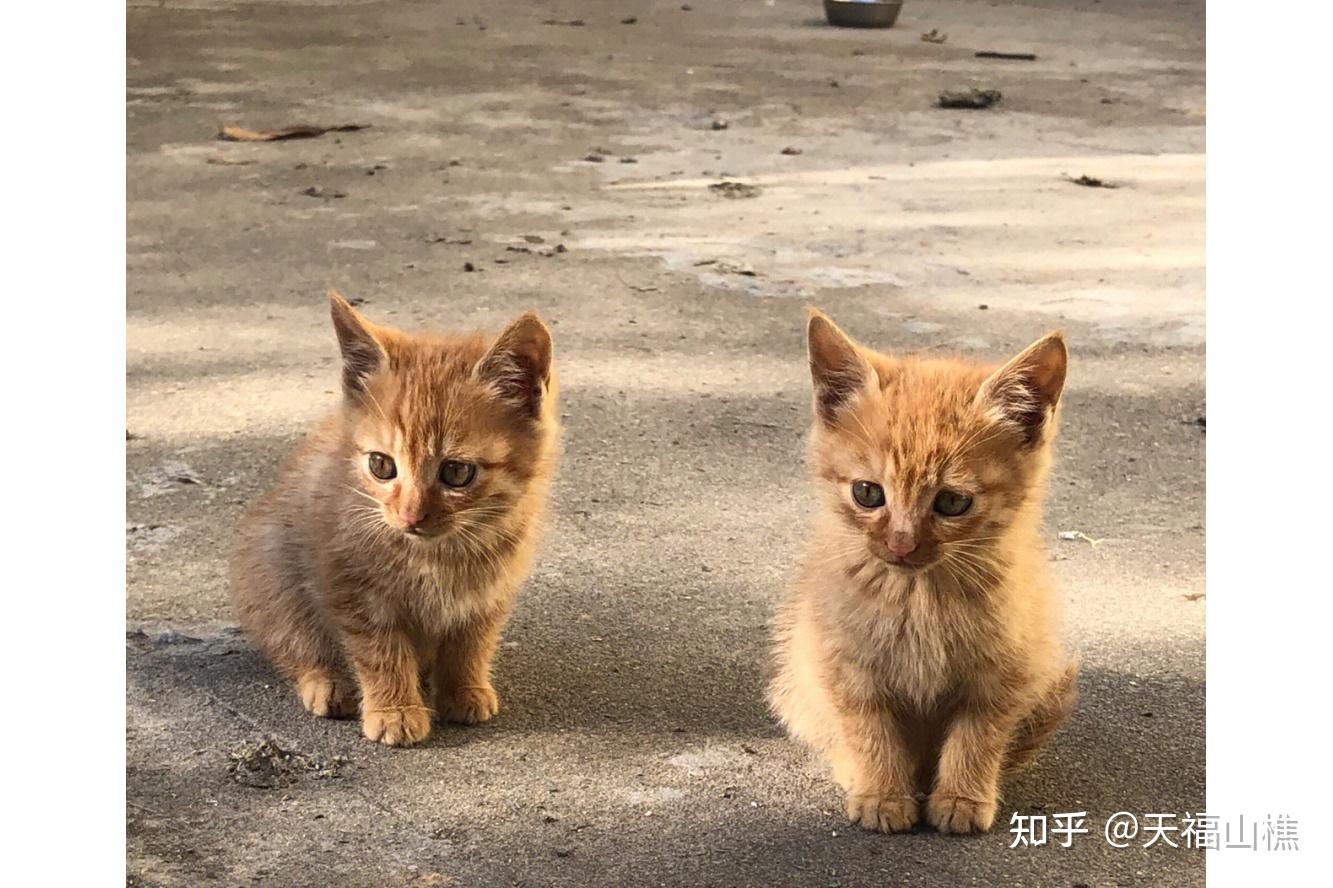 流浪猫平时睡哪里? - 知乎