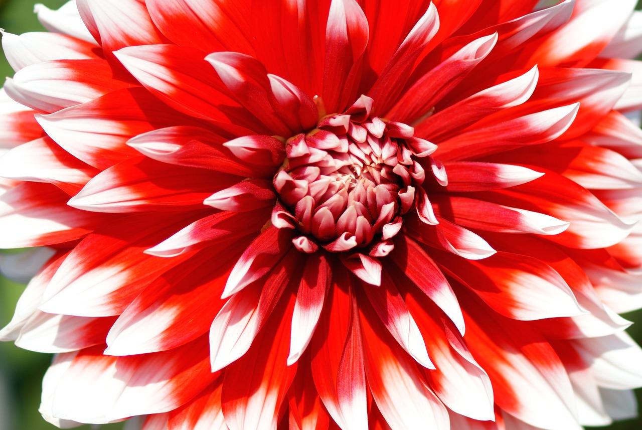 2. 绿色植物特性