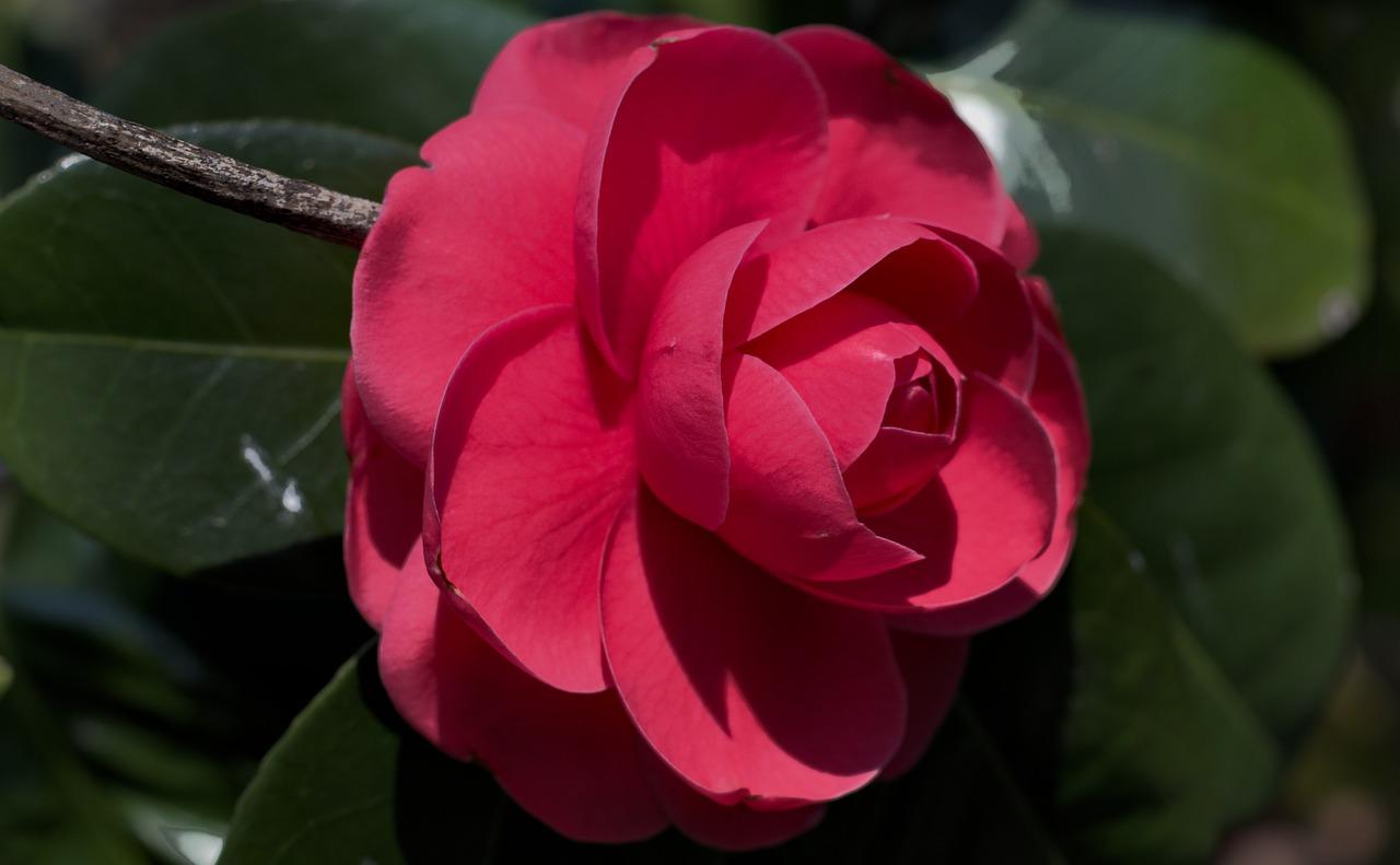 2. 墨兰开花季节