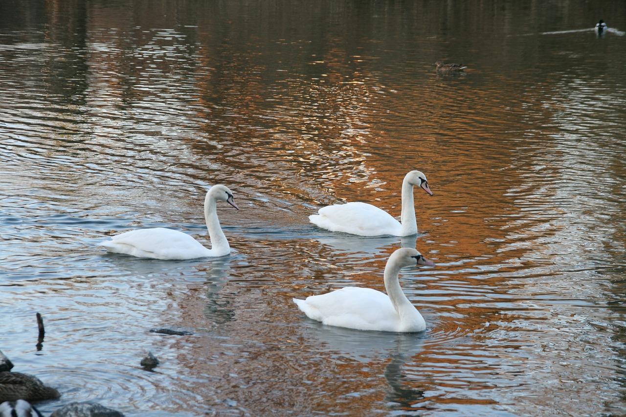3. 天鹅湖面积揭秘