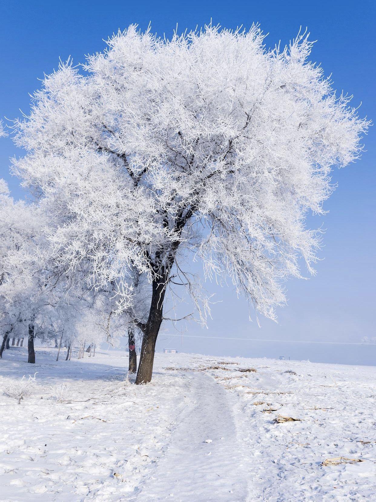 风雪配欣赏图片