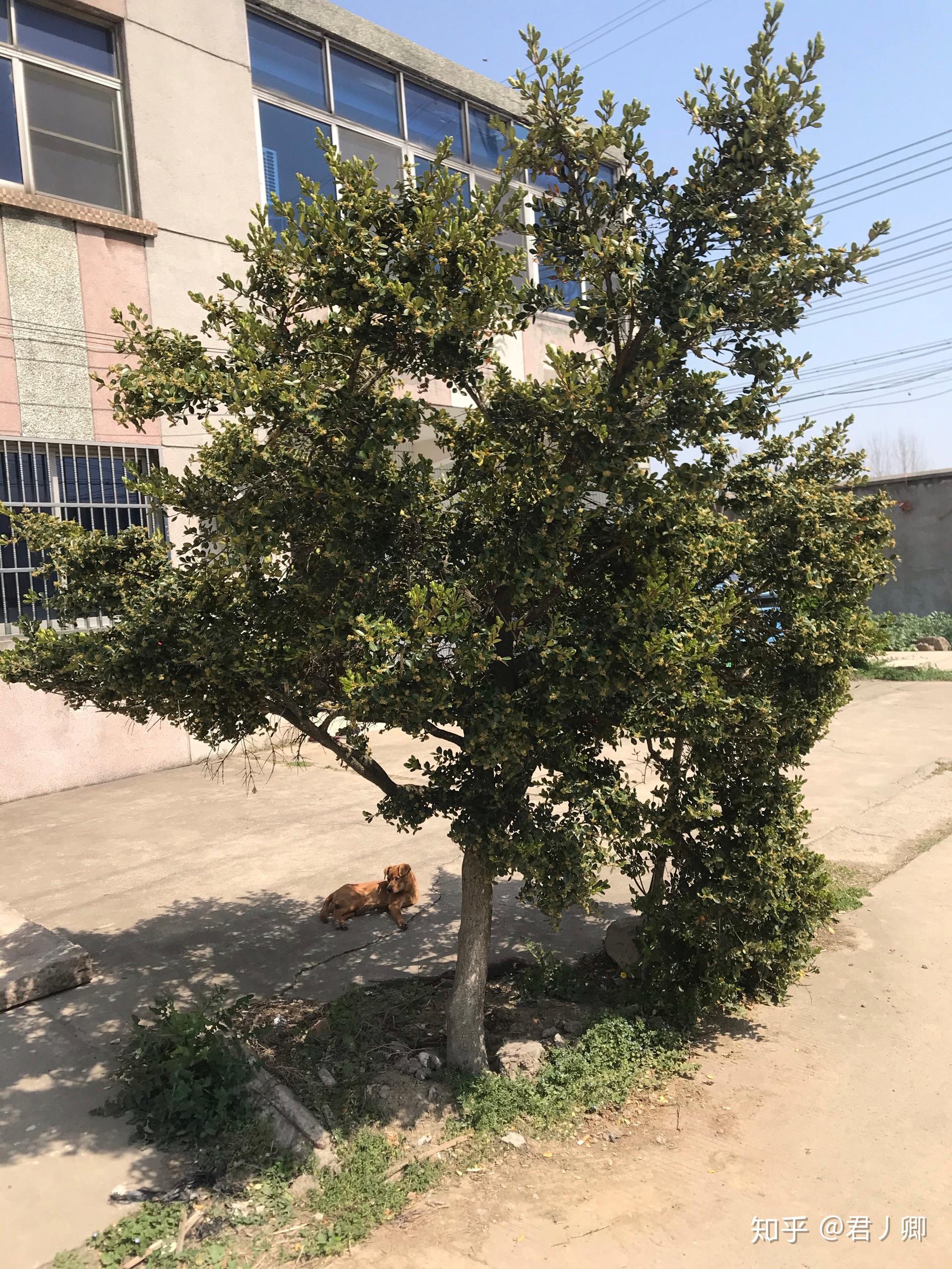 这棵黄杨树值多少钱