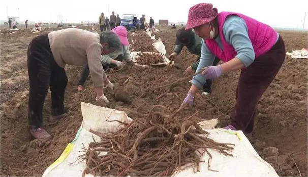 农村致富经中药材种植(农村中药种植什么前景好)