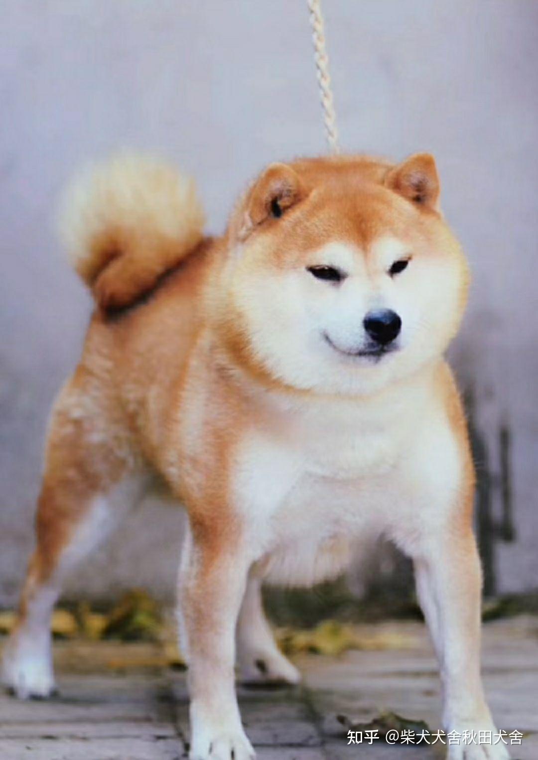北京秋峰柴犬犬舍繁殖特色 - 知乎