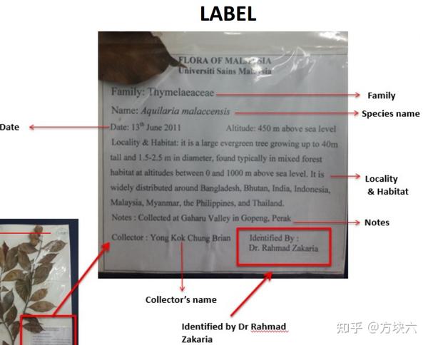 植物标本制作(HERBARIUM PREPARATION PROTOCOL) - 知乎