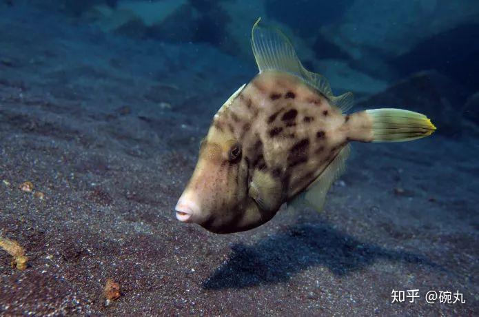 hagi),中文称作丝背细鳞鲀,俗称鹿角鱼,沙猛鱼,剥皮鱼,来自鲀形目单棘