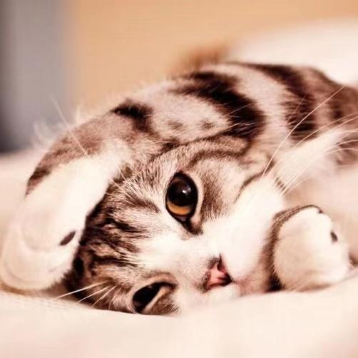 腼腆的猫