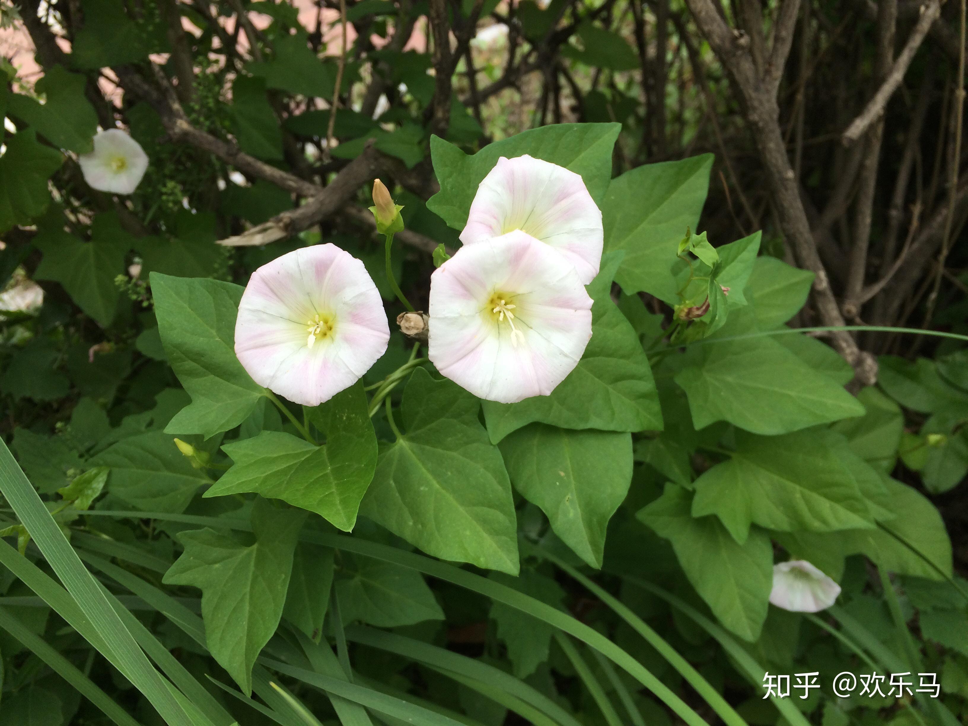 大庆野地植物2打碗花