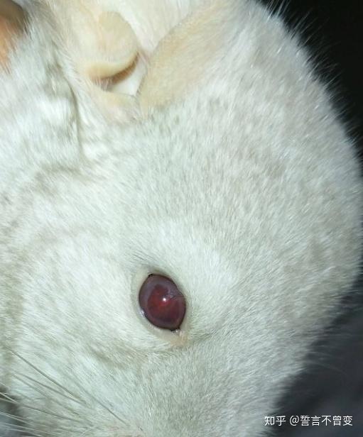 哪种龙猫耳朵会长耳斑? - 知乎