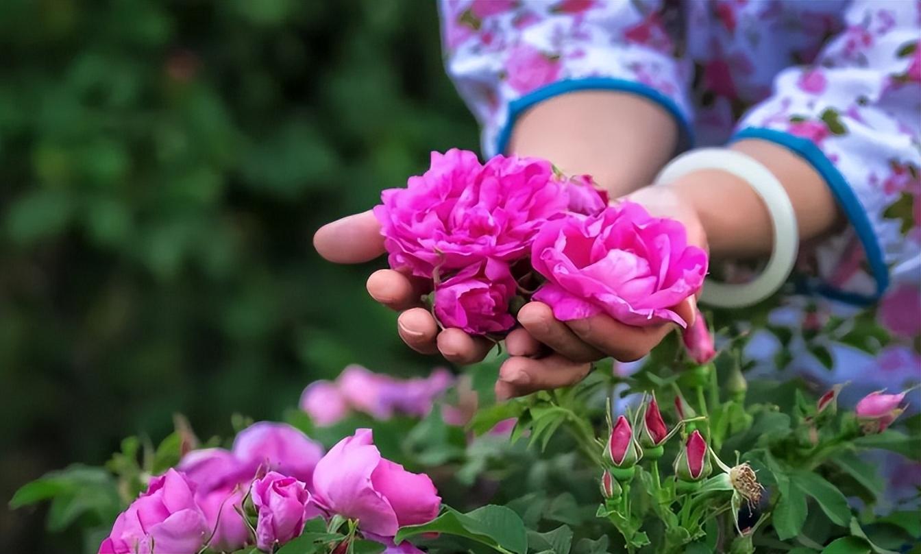 平阴玫瑰甲天下