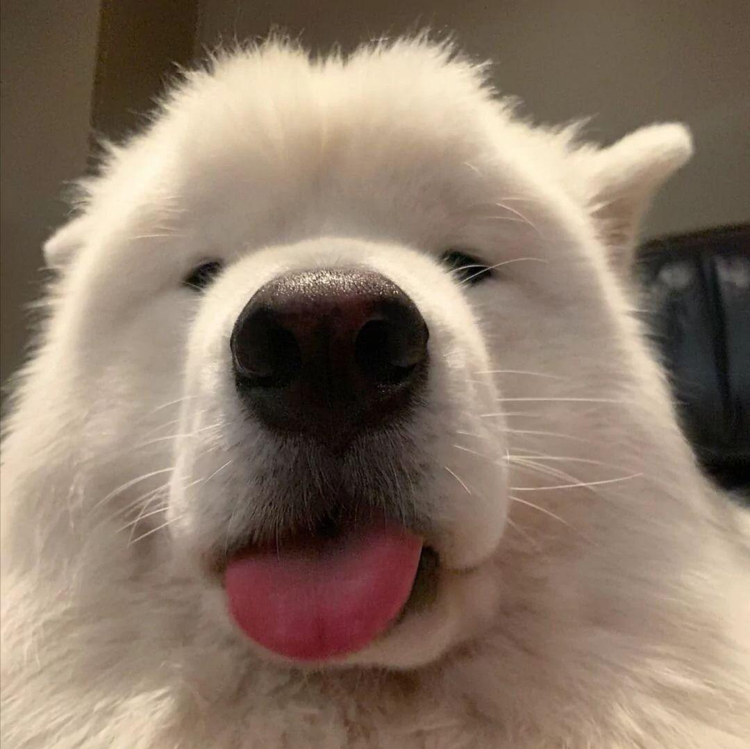 有哪些有关狗狗的微信头像? - 知乎