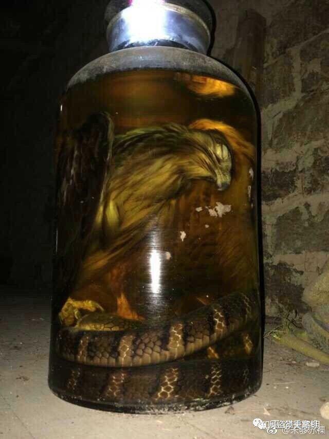 拿猛禽泡酒喝是一种治不了的病