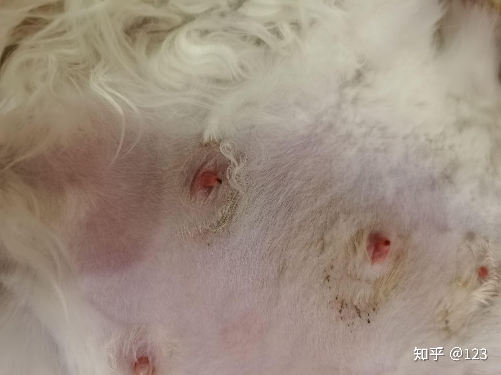 母猫乳头出血正常吗?刚刚生完小猫5天? - 知乎