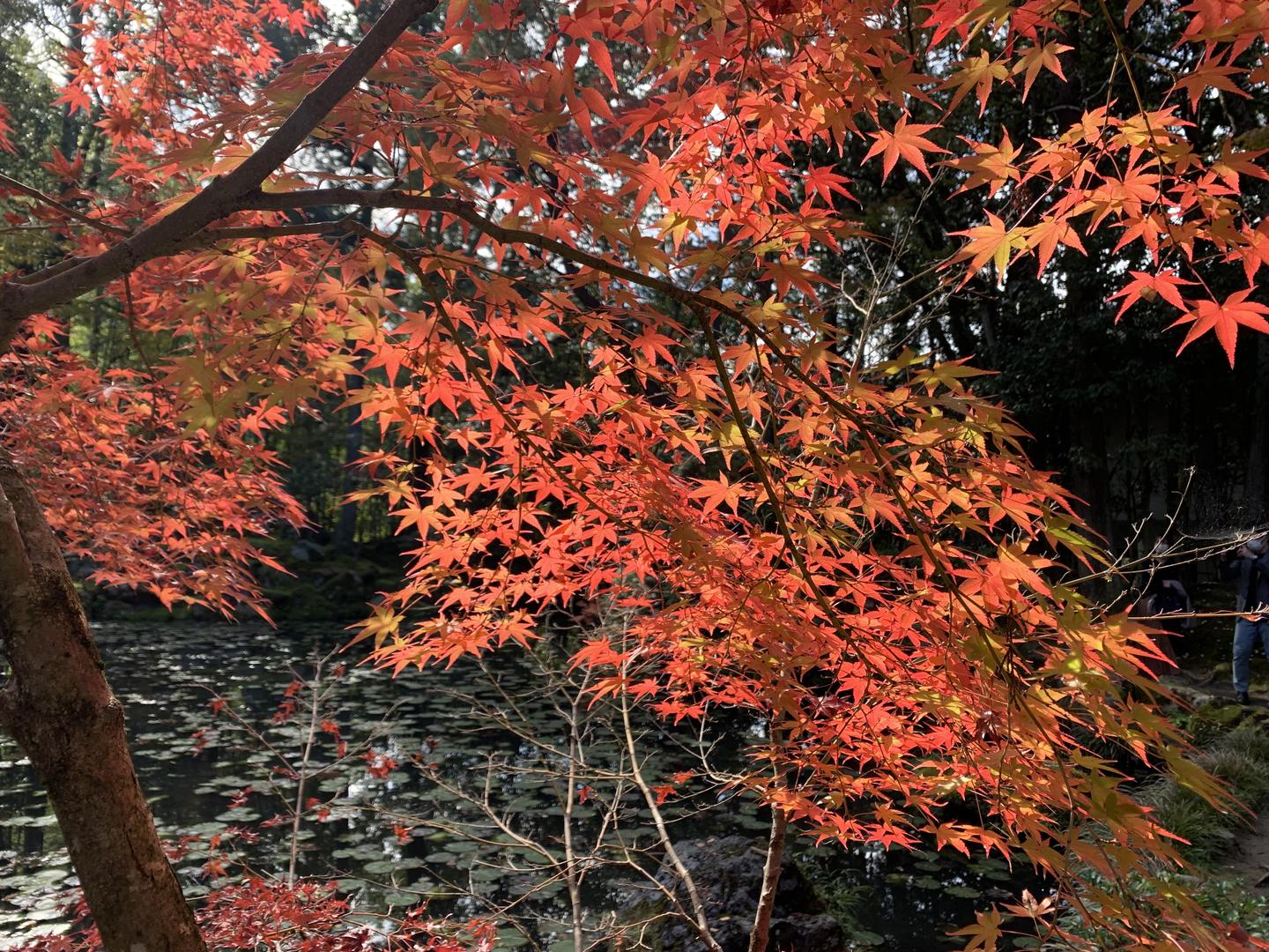 京都的红叶 天上月儿白 秋又来了 知乎