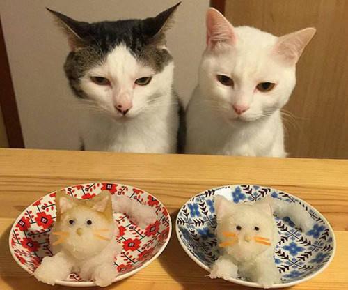 猫咪口角炎会传染猫吗 知乎