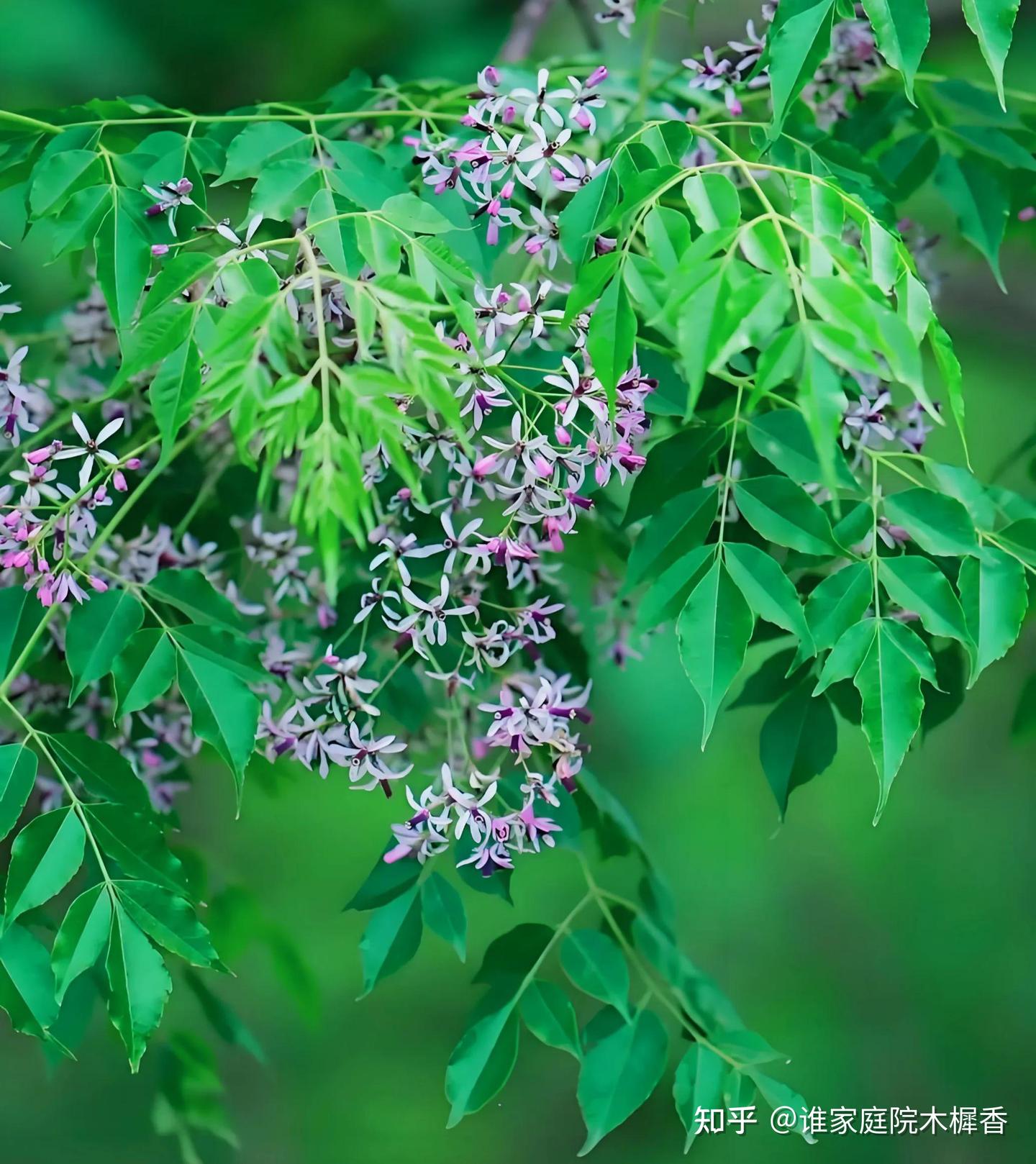 楝树开花,夏风徐徐来,读十九首楝花诗词,在一抹紫色里清凉一夏 - 知乎