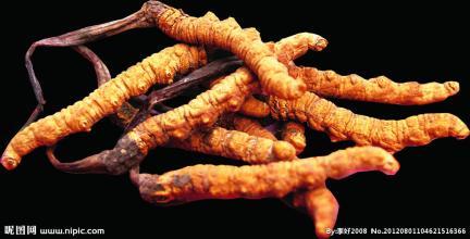 想要提升免疫力蝙蝠蛾拟青霉菌丝体粉来助力