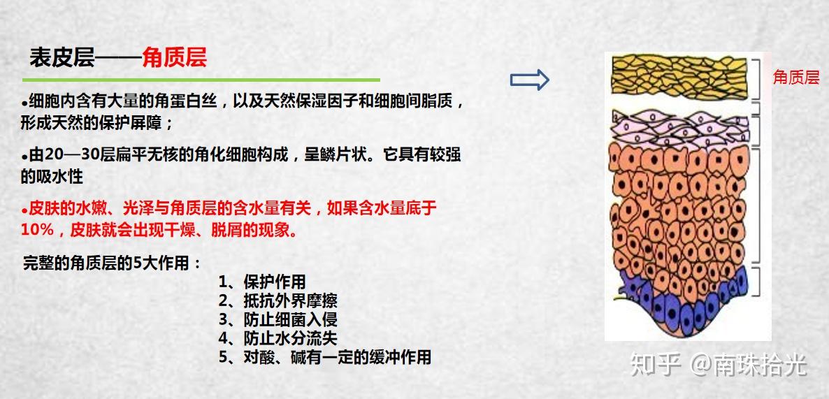 皮肤表皮层分为哪几层？我们怎样才能更好地保养肌肤？ - 知乎